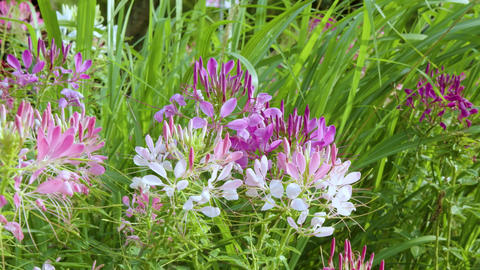 20250308 Daan Park Flower Show S 01