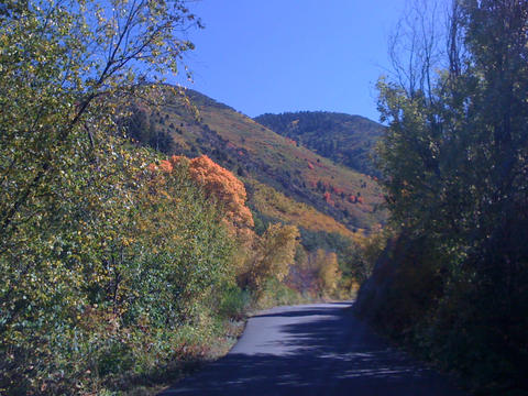 A Road With A Bunch Of Trees On Both Sides