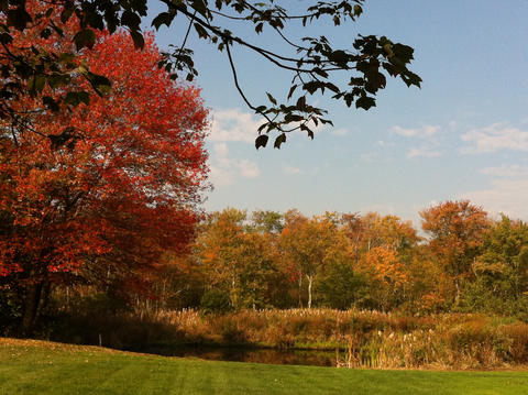 A Field With A Bench And A Tree