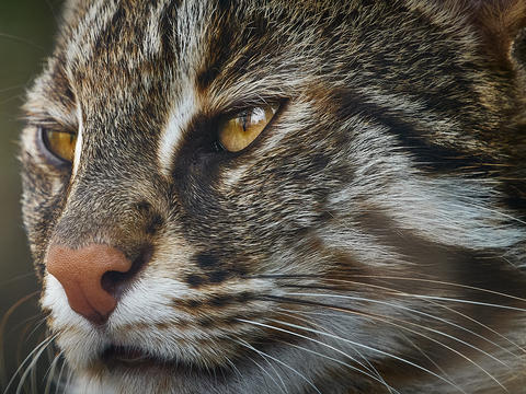 Extreme close up portrait of tabby cat eye and fur texture
