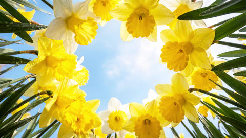 Vibrant blooming spring daffodils against a sky-blue background with a text space in the center