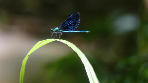 Dragonfly Elegance with Close Up on Vibrant Wings