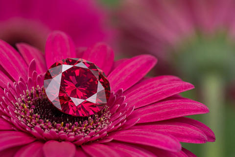 Sparkling brilliant round ruby gemstone resting elegantly on vibrant fuchsia gerbera petals