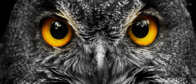 Intense owl eyes close up banner with black background dramatic wildlife detail
