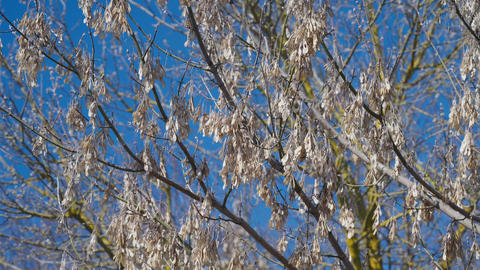 Maple seeds clustered on bare branches under clear blue sky, sunlit samaras trembling in gentle