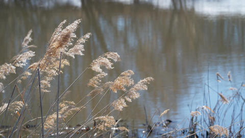 Serene Nature Scene. Calm Water and Reeds in Motion. Peaceful Scene with Swaying Reeds and Water