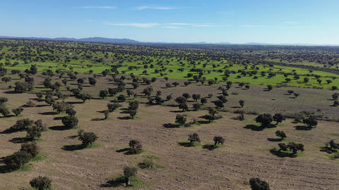 Aerial View of Andalusian Dehesa with Green Meadows and Oak Trees in Spring
