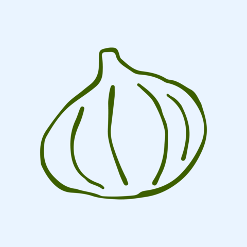 Hand drawn vector illustration of a whole garlic bulb with cloves and root
