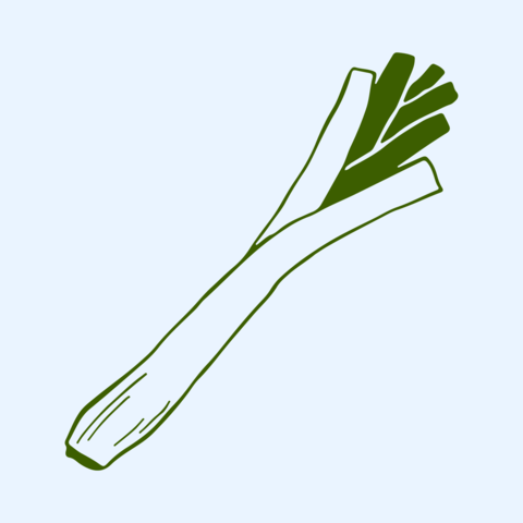 Hand drawn vector illustration of a long green leek with organic leaf texture