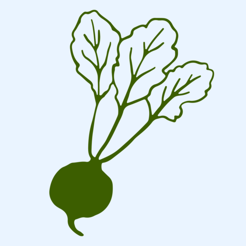 Hand drawn vector graphic of small radish with leafy top. This simple line art