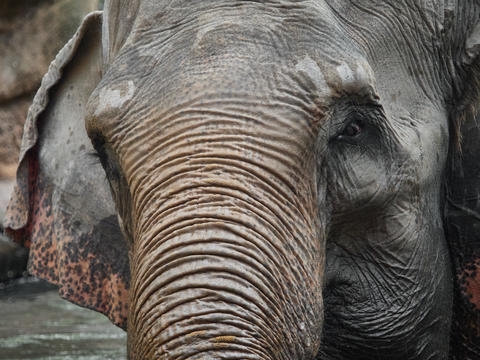 Asian elephant close up portrait with wrinkled skin texture