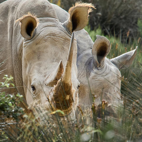 Southern white rhinoceroses walking through vegetation in African wildlife habitat