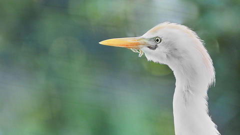 White egret banner with copy space on soft green background