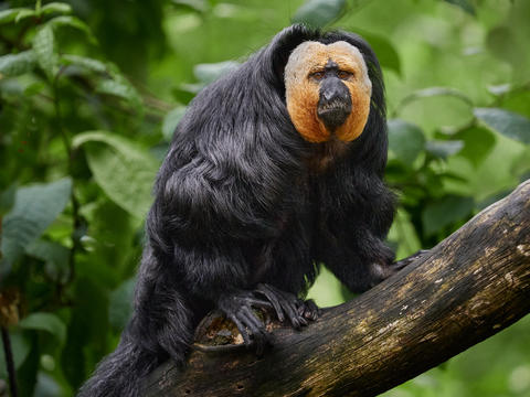 Male white faced saki monkey sitting on tree branch in tropical rainforest wildlife photo