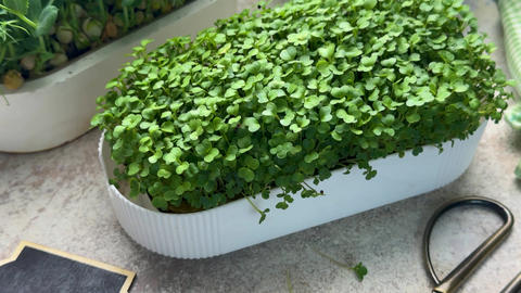 Fresh arugula microgreens growing in a pot
