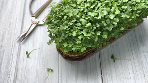 Cutting fresh arugula microgreens with scissors