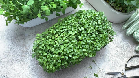 Cutting fresh microgreens from an indoor garden