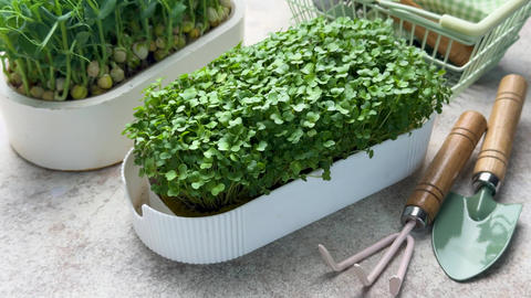 Fresh pea and arugula microgreens growing concept