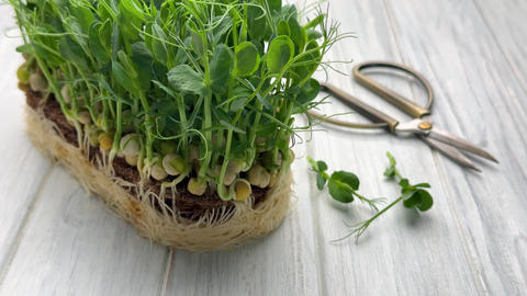 Fresh pea shoots microgreens harvesting with scissors