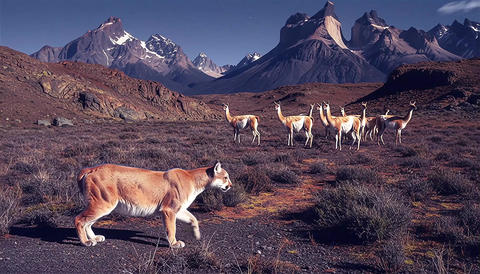 Puma stalking to a herd of guanaco at night 001