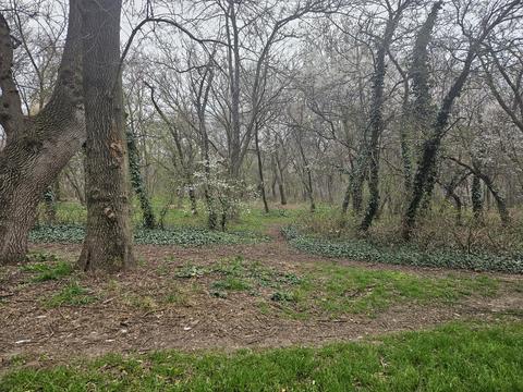 Forest Mountain, green trees and woods