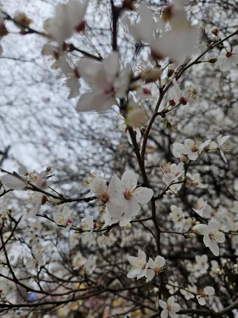 Beautiful spring tree blossoms against a blue sky background