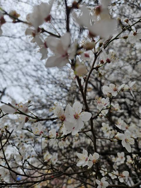 Beautiful spring tree blossoms against a blue sky background