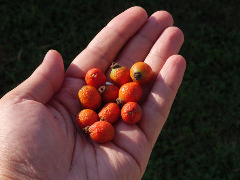 Handful of bright rosehips collected from a garden in the late afternoon sun