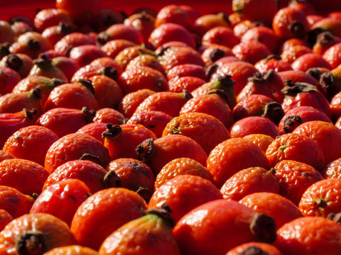 Freshly harvested rosehips displayed in vibrant red on a sunny day