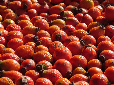 Vibrant rosehips displayed abundantly in a sunlit outdoor setting