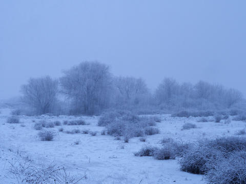Snowy landscape with trees and shrubs in a winter wonderland