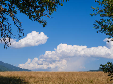 Fluffy white clouds drift in a bright blue sky above a grassy field