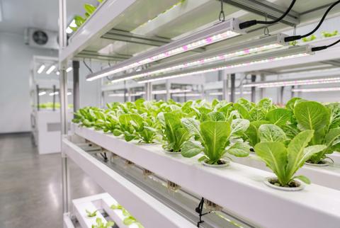 Commercial hydroponic farm growing fresh green lettuce in white trays under modern LED grow lights