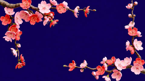 Swaying cherry blossom branches blue background loop