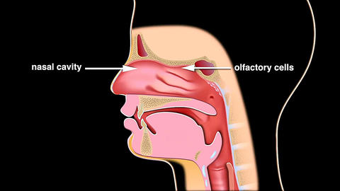 Nasal cavity and olfactory cells location in human body