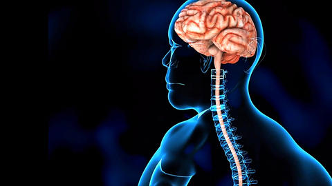 Central nervous system and its control on body