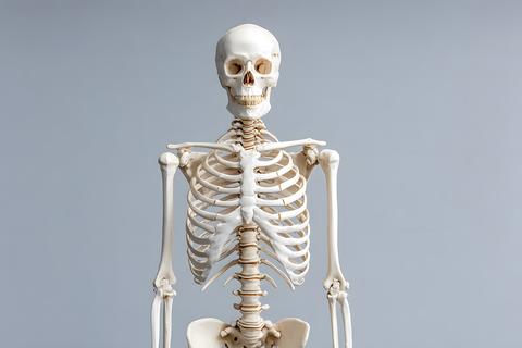Detailed anatomical human skeleton model against a clean light grey background in a studio setting f