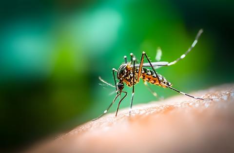 Detailed macro image of a striped mosquito on human skin with proboscis extended ready to bite brigh