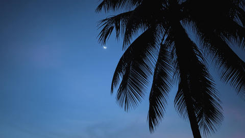 Tropical night with palm leaves silhouette against deep blue sky and crescent