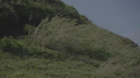 waves of tall green grass blowing in a strong wind on a mountain slope against a clear blue sky