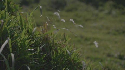 Delicate white wild flowers and green grass swaying softly in the wind on a bright background