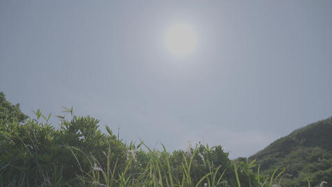 Cinematic low angle shot of green grass waving in soft sunlight