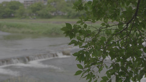 Trees along the riverbank on a sunny day, and a small weir visible in the distance
