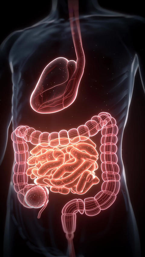 The human digestive system showing the movement of food through the stomach