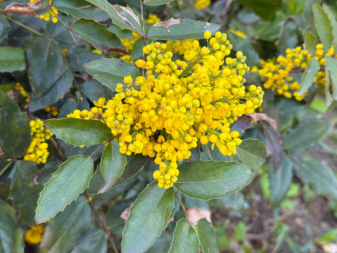 Mahonia aquifolium shrub with yellow inflorescence and spiny green leaves in natural garden setting