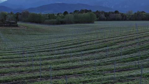 Vineyard fields in Corsica during the late afternoon light