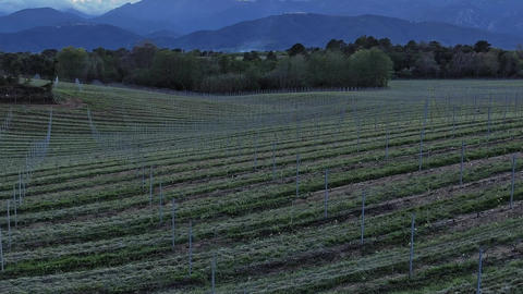 Vineyard landscape in Corsica with mountains in the background