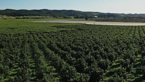 Corsica vineyard in the daytime with a clear sky and green hills