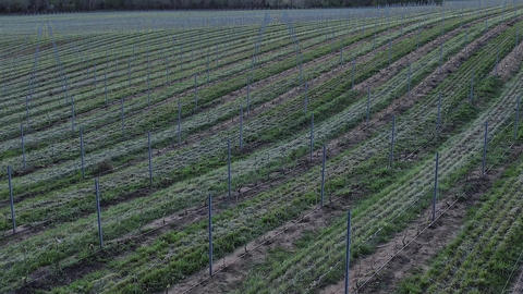 Vineyards in Corsica during early morning hours with growing crops