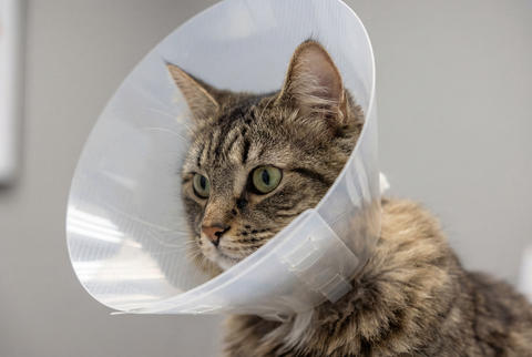 Domestic cat wearing a white veterinary e collar for recovery and protection